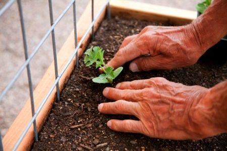 Image Result For Square Foot Gardening Soil Mix Image Result For Square Foot Gardening Soil Mix