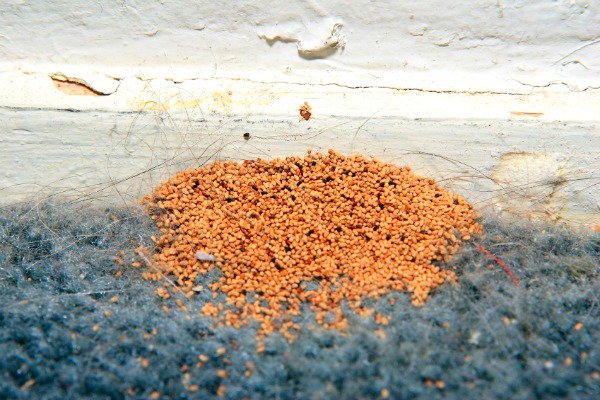 Telltale Signs Pests Leave Behind, termite droppings