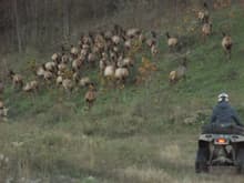 elk in kentucky, over 100                                                                                                                                                                               