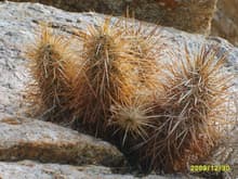 Mojave desert cactus growing out of a granite boulder