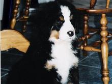 our puppy