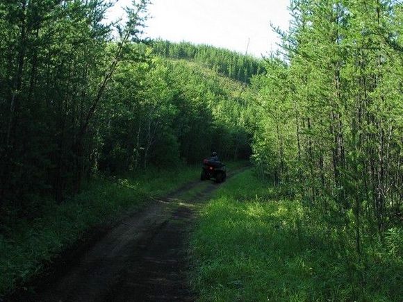 Winding Trail through the Tree's                                                                                                                                                                        