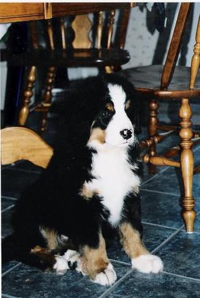 our puppy