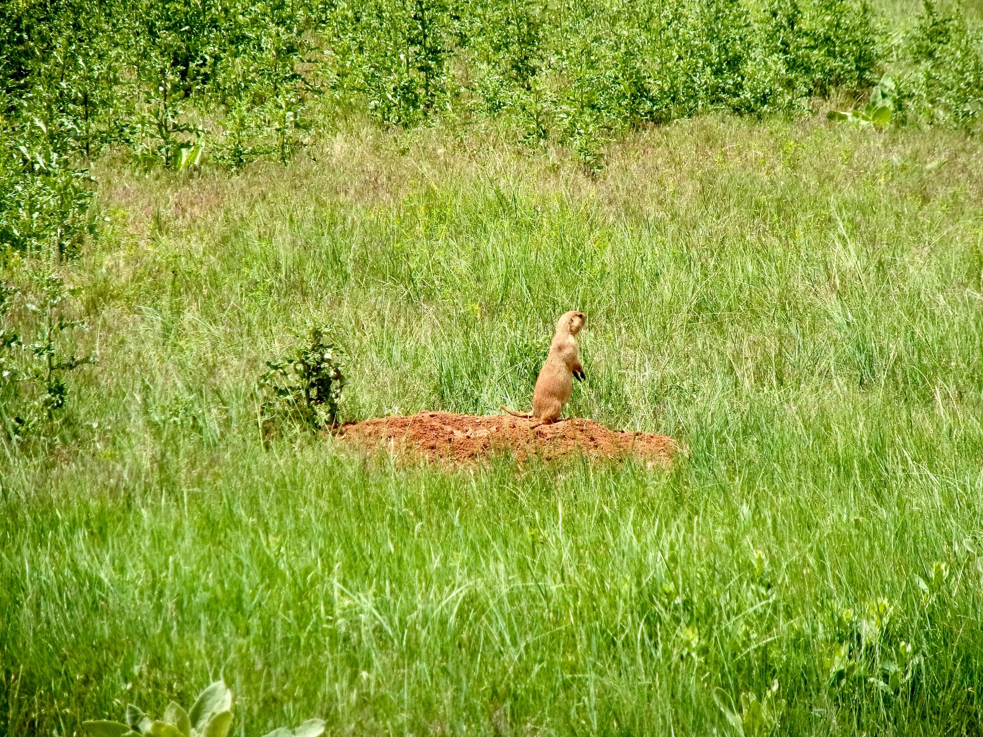 Who let the dog out?