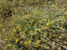 Where i didnt ride...almist ready to harvest.