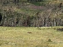 A bear in the grass about 100 yards away 