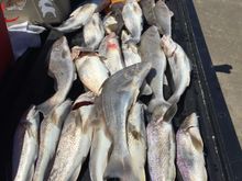 Good days catch rod and reel only. Very good eating and healthy depending on how you cook them. 