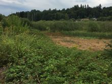 The bog isn’t very boggy.  No rain means a scrubby, scruffy pasture.  
