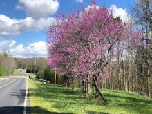 Pink blossoms were abundant today.