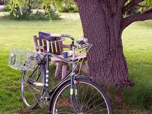 Hanging out under my willow tree eating the donuts and savoring some fresh coffee.