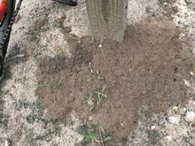 Typical undisturbed fire ant nest.  Touch it and they come streaming out.
