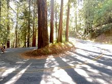 The redwoods continue on the descent.
