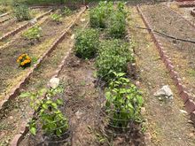 Jalapeño plants almost ready