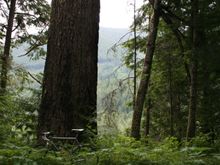Big trees - and tall.