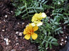 Marigolds