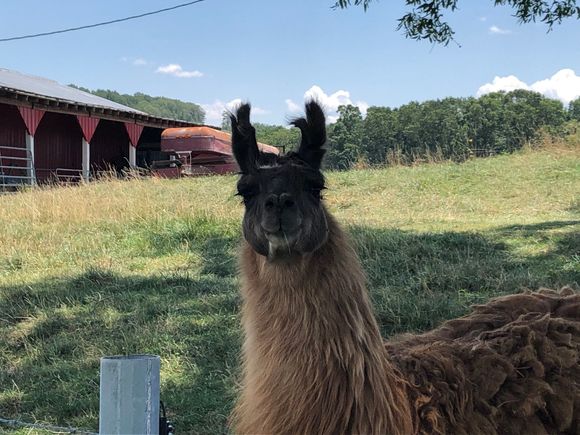 Friendly llama