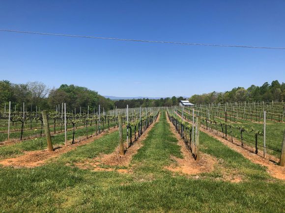 Vineyards everywhere 