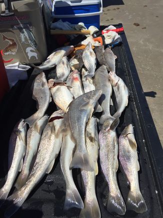 Good days catch rod and reel only. Very good eating and healthy depending on how you cook them. 