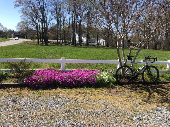 Spring Flowers 
