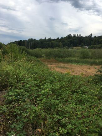 The bog isn’t very boggy.  No rain means a scrubby, scruffy pasture.  