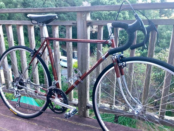 Chocolate brown Raleigh International
