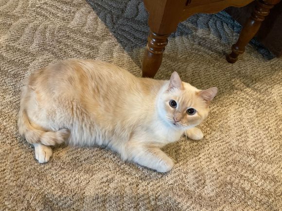 Human get me my treats! Now… 