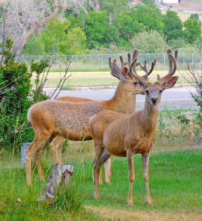 The ride started with me having to run these chuckleheads out of my yard.  THey were enjoying the apple trees way too much.