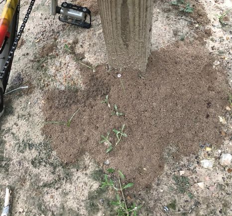 Typical undisturbed fire ant nest.  Touch it and they come streaming out.