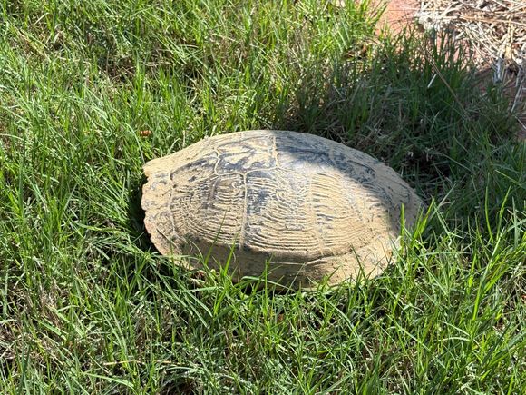 This little guy was in the road inside my neighborhood - which is an ENDLESS construction site.  I carried him in the direction he was headed onto the lawn, and he had moved on when I went to run an errand half an hour later.