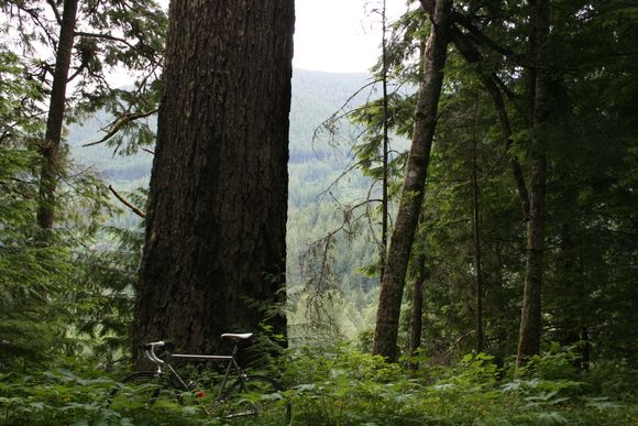 Big trees - and tall.