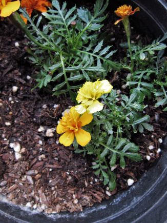 Marigolds