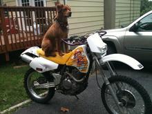 Nieman. My awesome dog