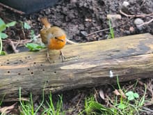 Feeding the neighbour's chickens yesterday morning and this little fellow came to say "Hello".