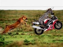 lion chasing zebra on motorcycle 747724