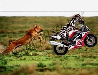 lion chasing zebra on motorcycle 747724