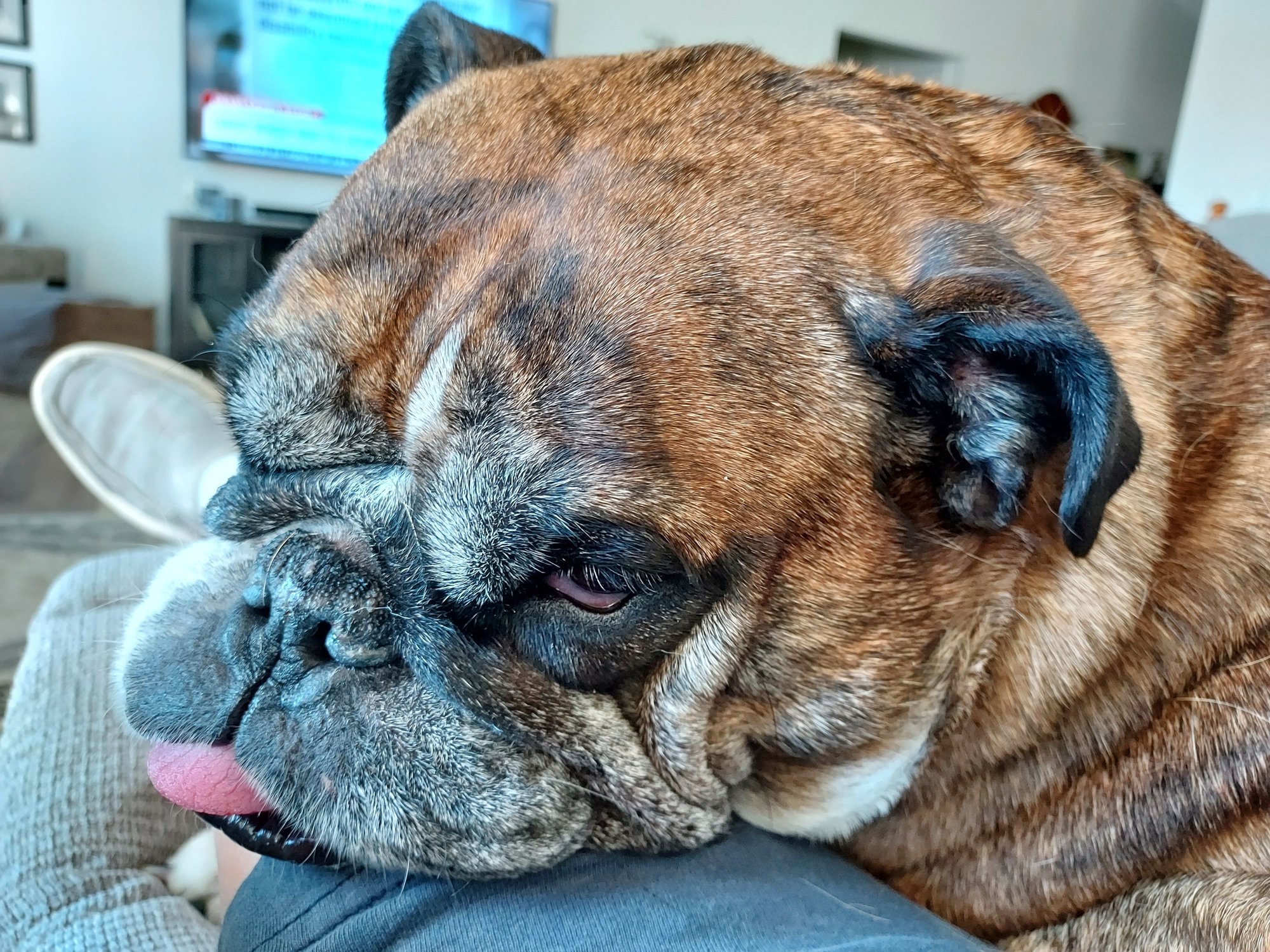 She's always been Daddy's girl.  In her favorite spot sitting in my lap in the recliner.  Who couldn't love that face?  She will be off to the Vet with Dawn in a few minutes.  It will be a long day for me too.