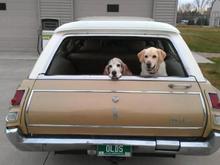 Here is the main reason I bought the wagon.  For my Dog's!!  They love to go for rides &amp; hang out at carshow's.