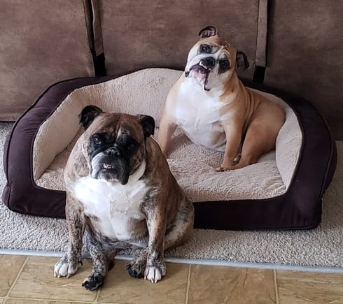 Our English Bulldogs, Monty (tan) and Maggie Mae (brindle), a constant source of amusement!