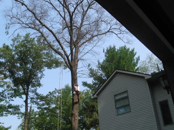 This is how the dead Oak looked after all the pine were removed around it.--- OAK WILT---bad....