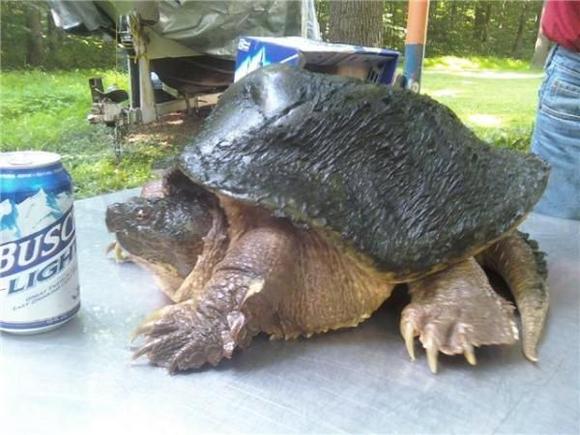 weird turtle shell