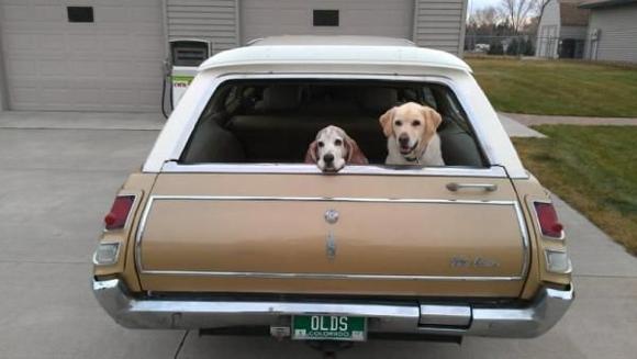 Here is the main reason I bought the wagon.  For my Dog's!!  They love to go for rides &amp; hang out at carshow's.