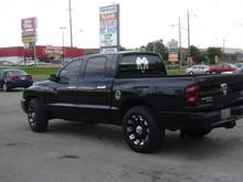 The Black Bear