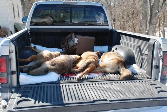 coyote hunt 2010 019