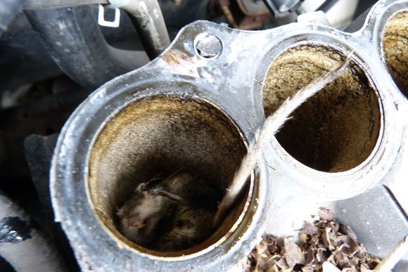 Alas, the mouse fell into the manifold. Freezing temperatures made it easy to remove.