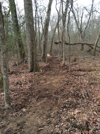 Gonna finish cutting that tree down