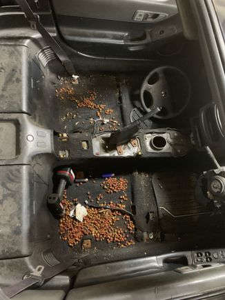 I seriously found dog food everywhere in this car. Engine bay. Trunk. Under the seats. Under the carpet...