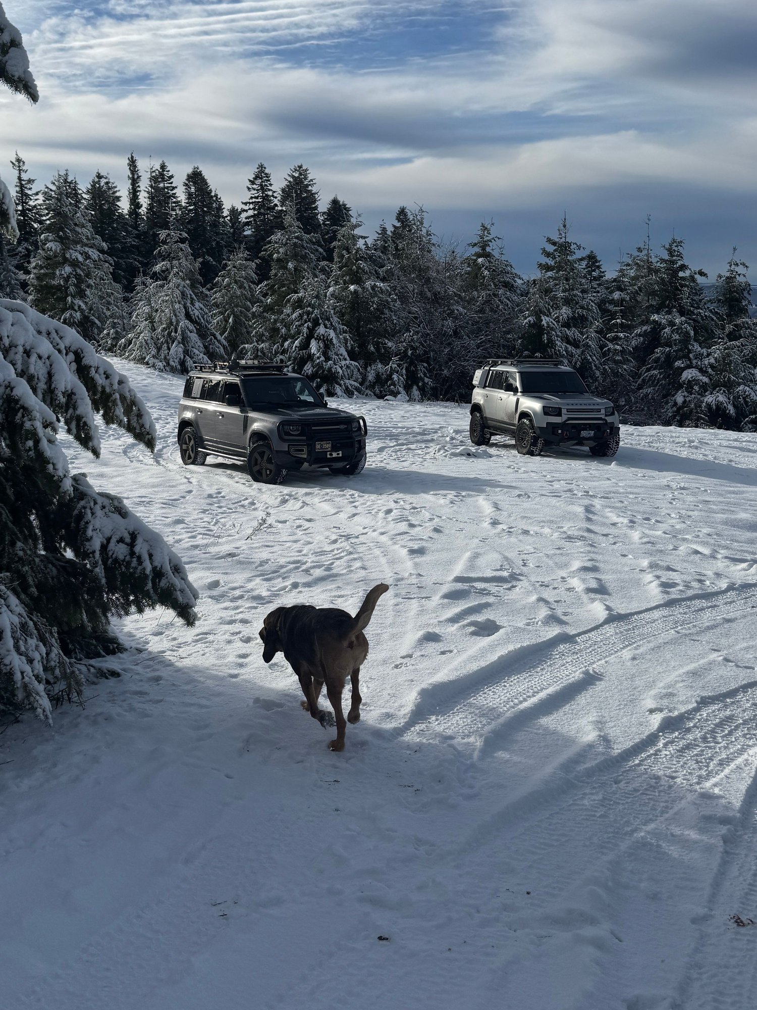 Bloodhound enjoying it