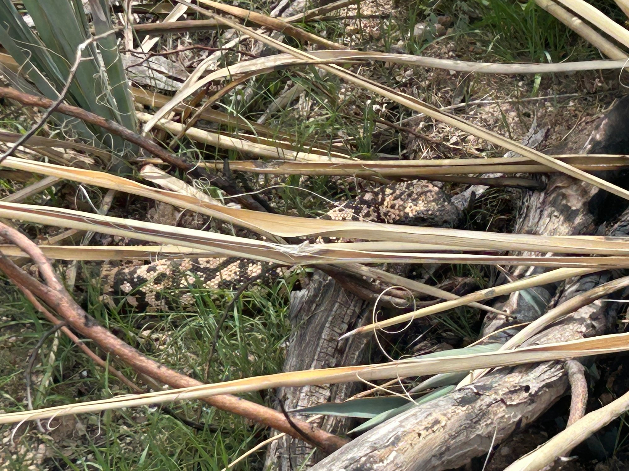 Saw a Gila Monster while driving.
