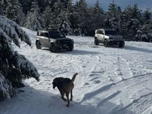 Bloodhound enjoying it