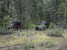 Disco's in the woods
